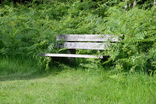 Wooden bench amongst greenery