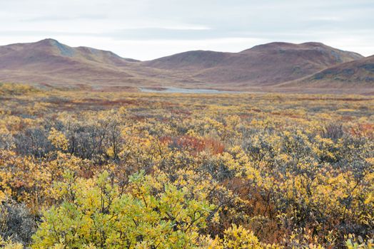 Greenlandic landscape with mountains and yellow and brown leaves