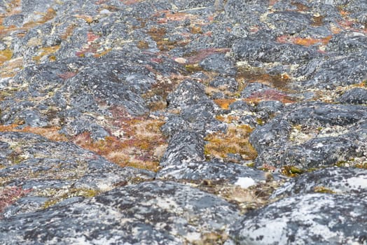 Detail of lichen and tundra vegetation in Greenland during summer