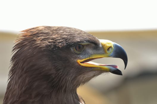 Head of eagle