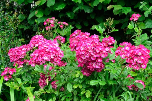 large Group of purple flowers