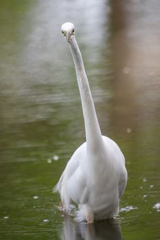 Great White Egret fishing in a shallow pond.