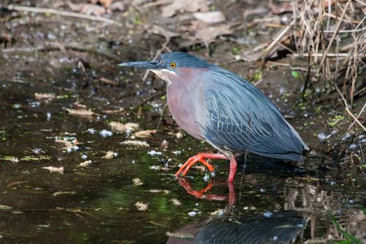 Green Heron (Butorides virescens virescens) fishing for a meal.