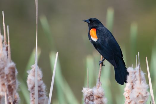 Male Red-winged Blackbird balances on a cat-tail soft focus
