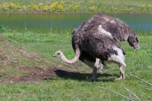 ostrich in the zoo.