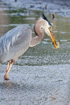 Great Blue Heron fishing in the low lake waters.