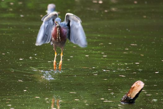 Green Heron hunting on water in his habitat