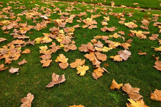 Fallen leaves on the grass