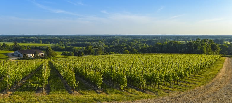 Vineyard Sunrise