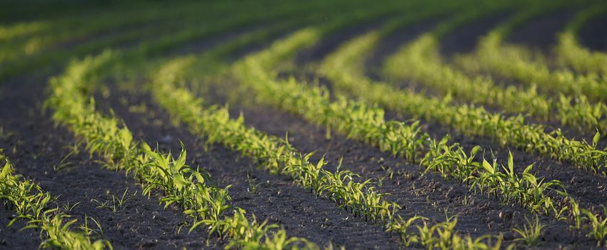 Maîs-Corn Field