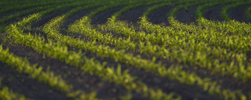 Maîs-Corn Field