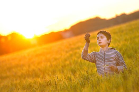 Little boy through a wheat field at sunset