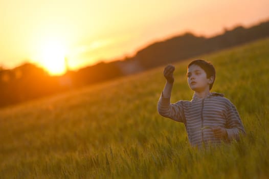 Little boy through a wheat field at sunset