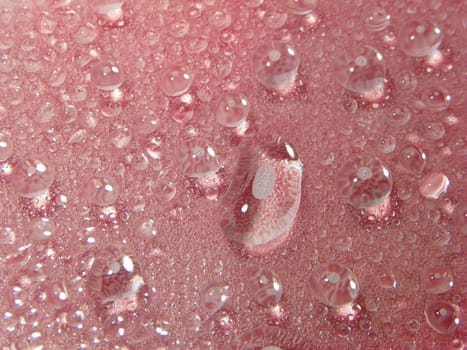 Water drops red background