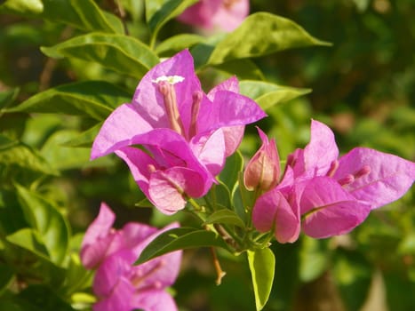 Paper flower,Bougainvillea