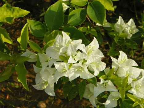 Paper flower,Bougainvillea