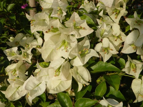 Paper flower,Bougainvillea