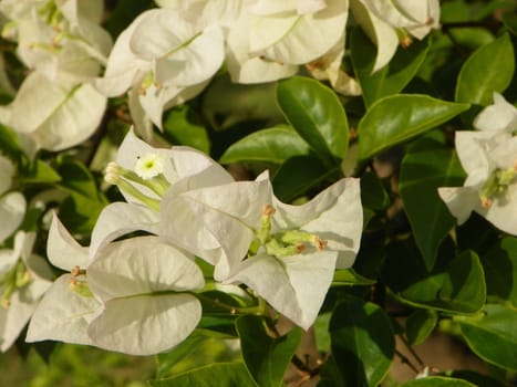 Paper flower,Bougainvillea