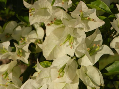 Paper flower,Bougainvillea