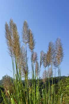 Grass flower against  a blue sky 