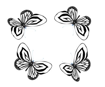 fancy butterflies