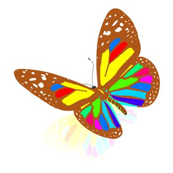 colorful butterfly