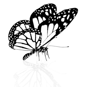 Black and white beautiful butterfly. High quality rendering