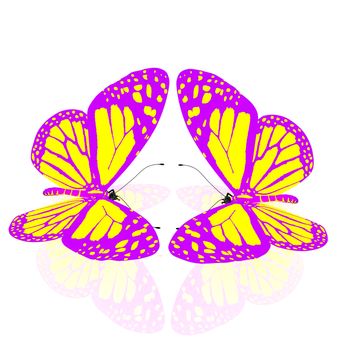 beauty butterflies