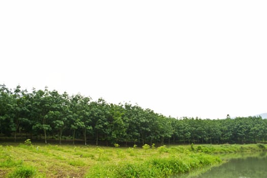 Rows of rubber trees in Thailand