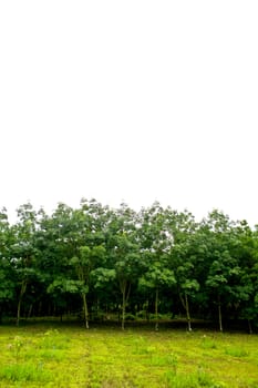 Rows of rubber trees in Thailand