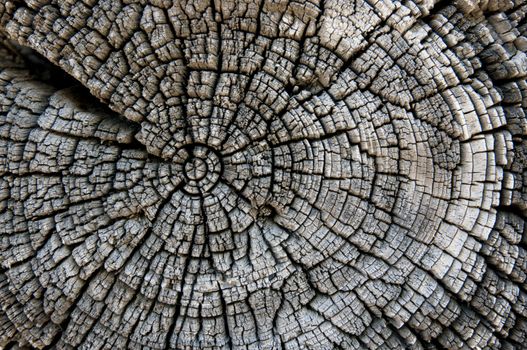 texture of old wood wall in a village house