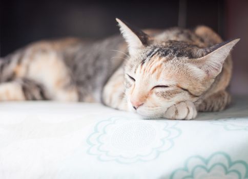 Siamese cat sleeping on the table, stock photo