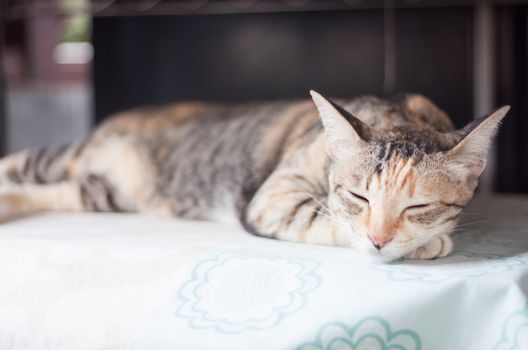 Siamese female cat sleeping indoor, stock photo