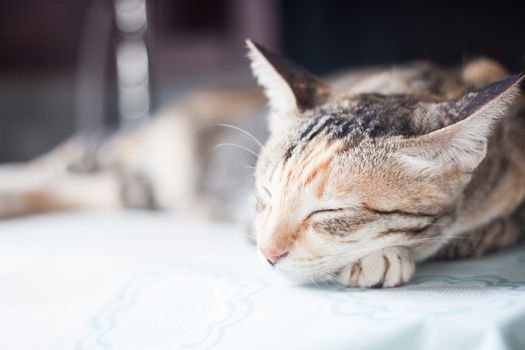 Adult female cat sleeping in the house, stock photo