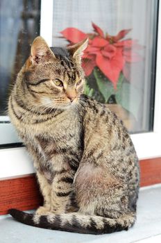 cat