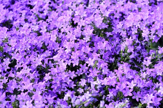 campanula