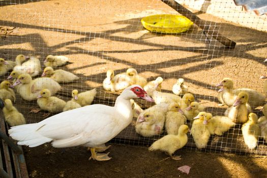 Mother duck and ducklings in the coop