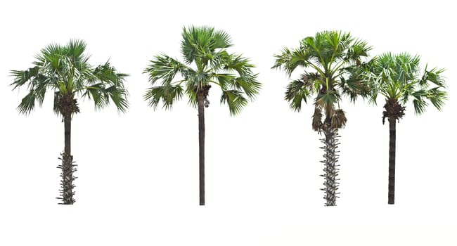 Palm tree on a white background