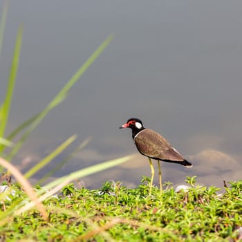 Red-wattled Lapwing bird (Vanellus indicus)