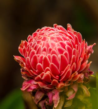 Flower red torch ginger or etlingera elatior