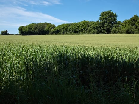 Green wheat field perfect agriculture food production nature image