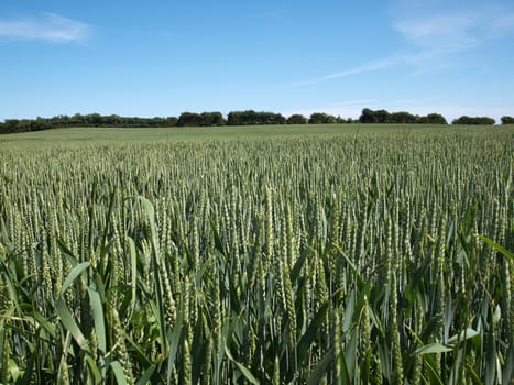 Green wheat field perfect agriculture food production nature image