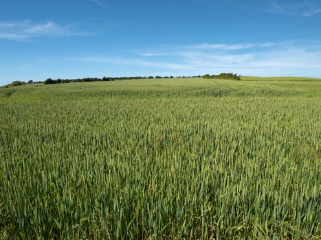 Green wheat field perfect agriculture food production nature image