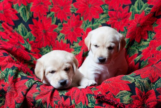 Two white Labrador Retriever puppies.  Four weeks old.  Red Poinsetta Christmas background.