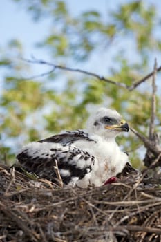 Young Ferruginous hawk chick in the nest, his flight feathers just beginning to grow.  Raw remains of a recent meal lay beside him.
