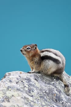 A chipmunk  sitting on a rock high above Moraine Lake in Banff National Park.  The background is lake water, not sky.  