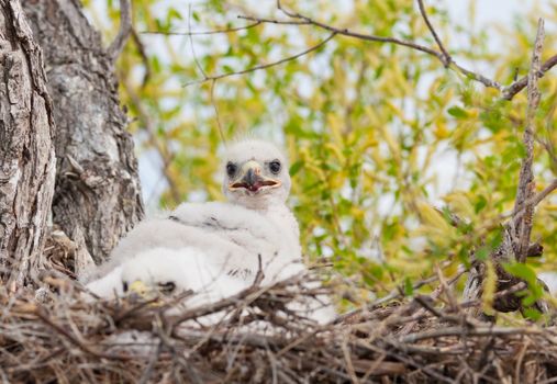 Young Ferruginous hawk chicks in their nest with traces of blood from their last meal.  Focus on chick sitting up.