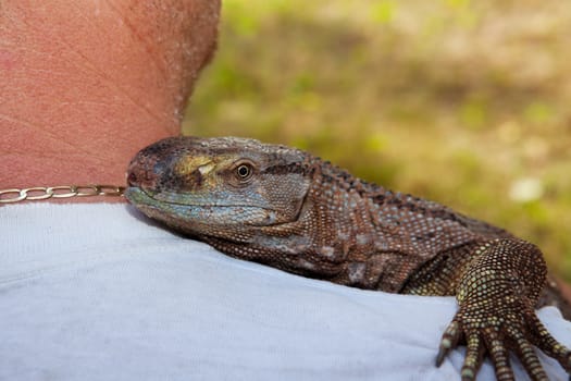 A pet Black Throat Monitor lizard riding on his owner's shoulder.