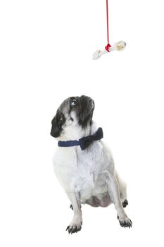 A purebred pug dressed in a navy blue bowtie, looking up at her Christmas bone hanging from a red ribbon.  Shot on white background.