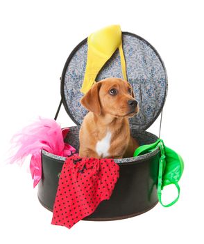 A naughty, golden brown, Labrador Retriever puppy sitting in a hatbox amongst lingerie.  Shot on white background.